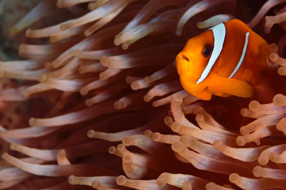 Fish water sea animal