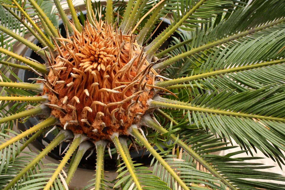 Palm tree plant nature