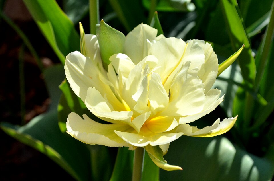 Yellow blossom bloom