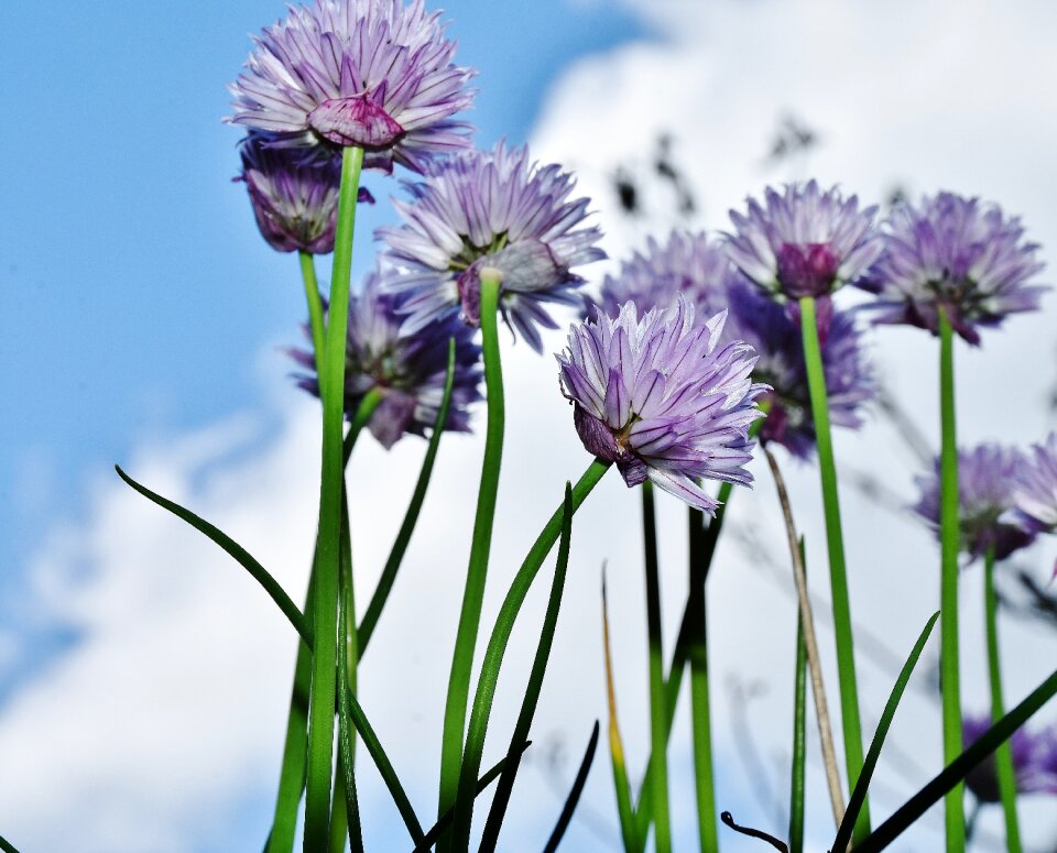 Chive flowers close up nature photo