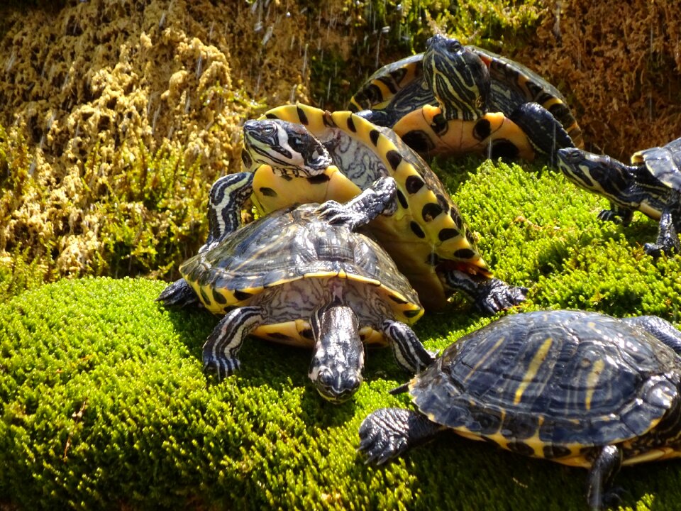 Turtle green nature