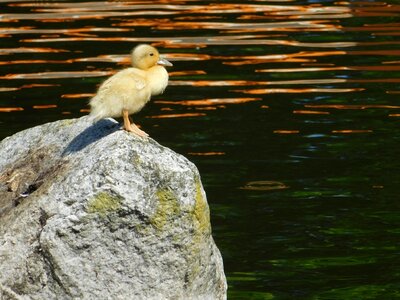 Duckling lonely water