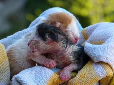 Cahorros newborn infants cats