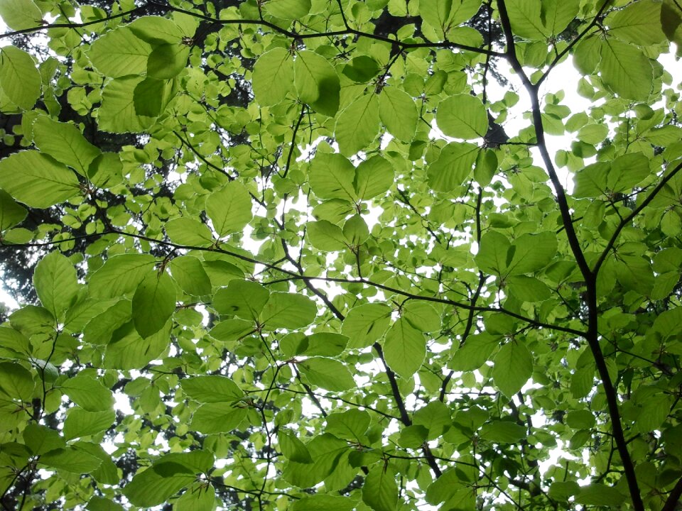 Tree green spring