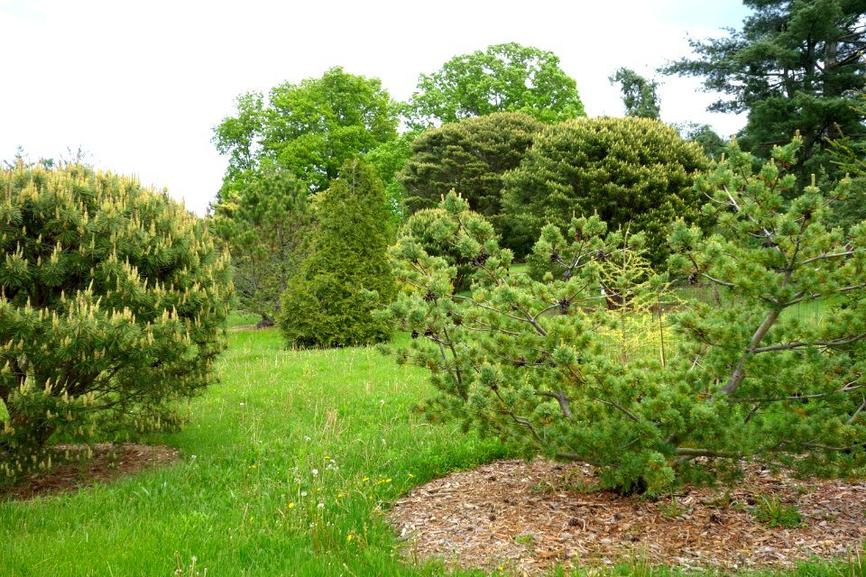 Dawes Arboretum - DSC02914