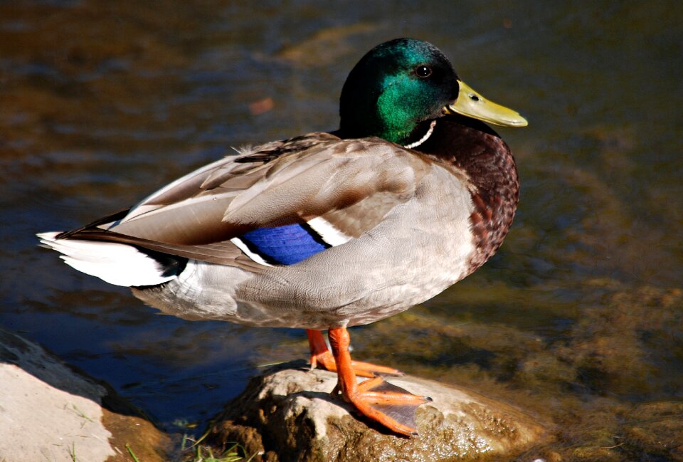 Bird duck wild water bird
