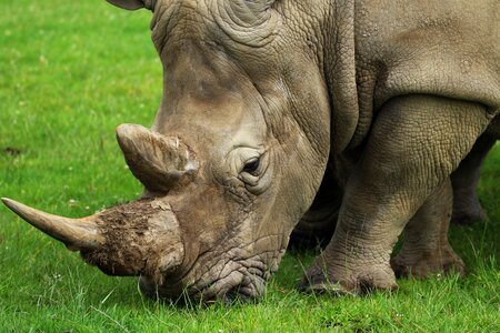 Rhinoceros wild animal photo