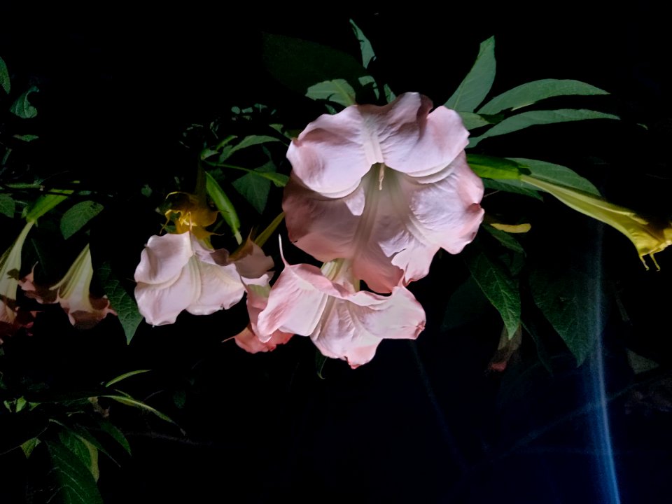Datura metel (Bengali name- ধুতুরা ফুল); Datura flower