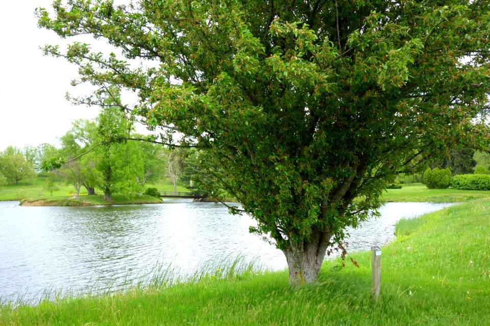 Dawes Arboretum - DSC02909