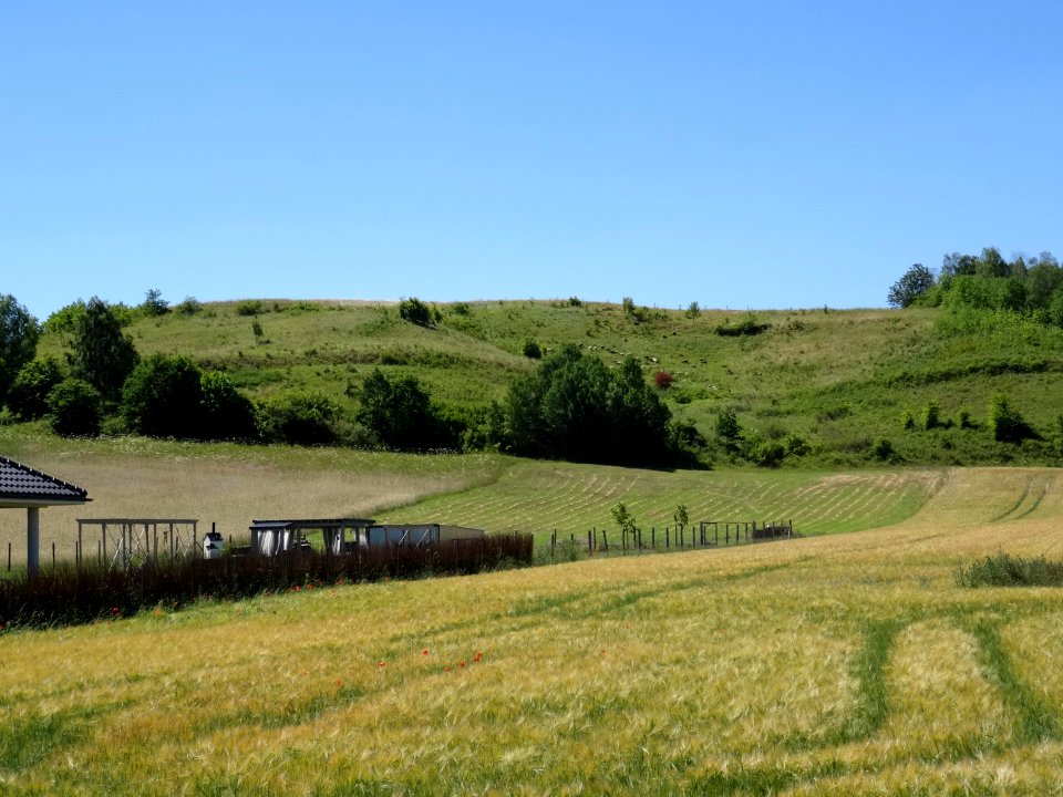 DDW Ostnicowe Parowy k Gruczna 11 7-2015