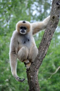 Gibbon wild mammal photo