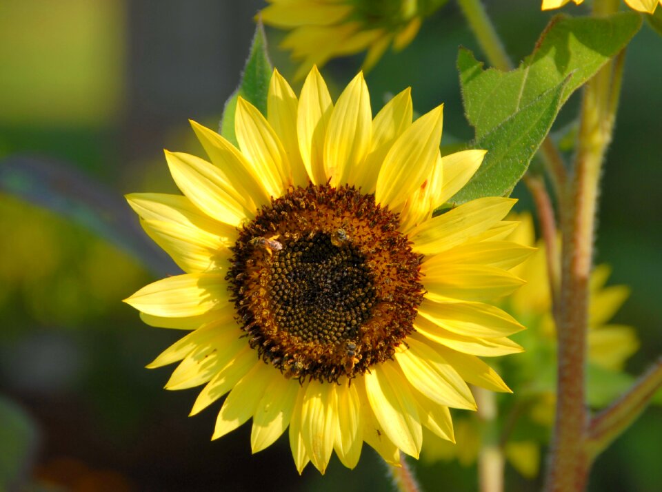 Flower summer spring