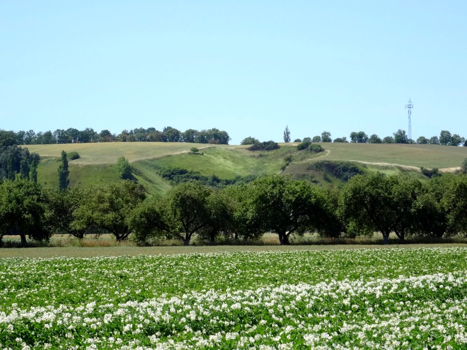 DDW Ostnicowe Parowy k Gruczna 2 7-2015