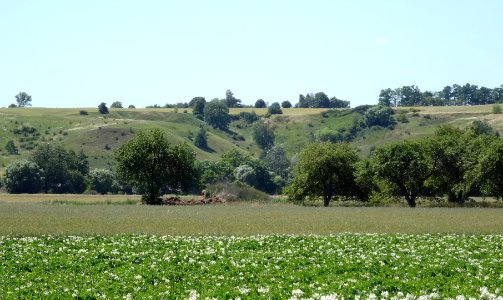 DDW Ostnicowe Parowy k Gruczna 3 7-2015