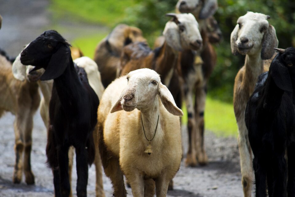 Cattle farm village