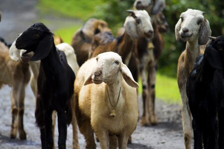 Cattle farm village