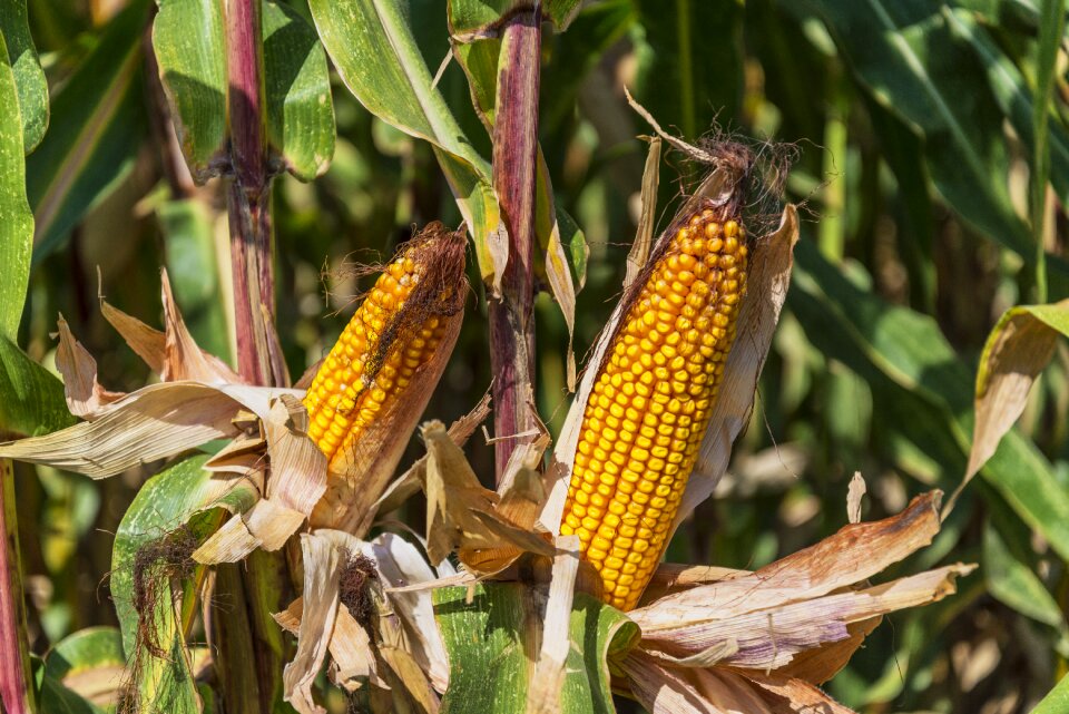 Cereals cobs farmer