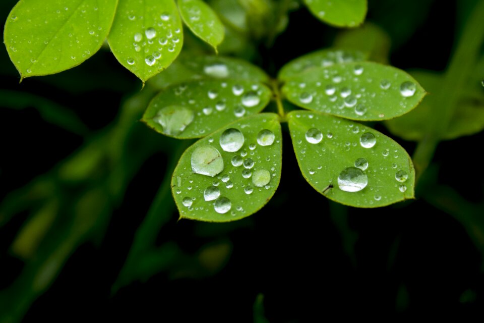 Macro green black leaves