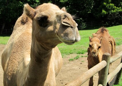 Dromedary portrait animal