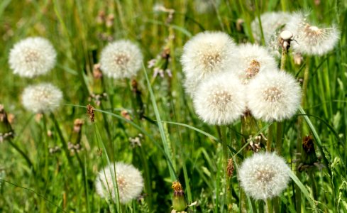 Dandelion seed heads 3 photo