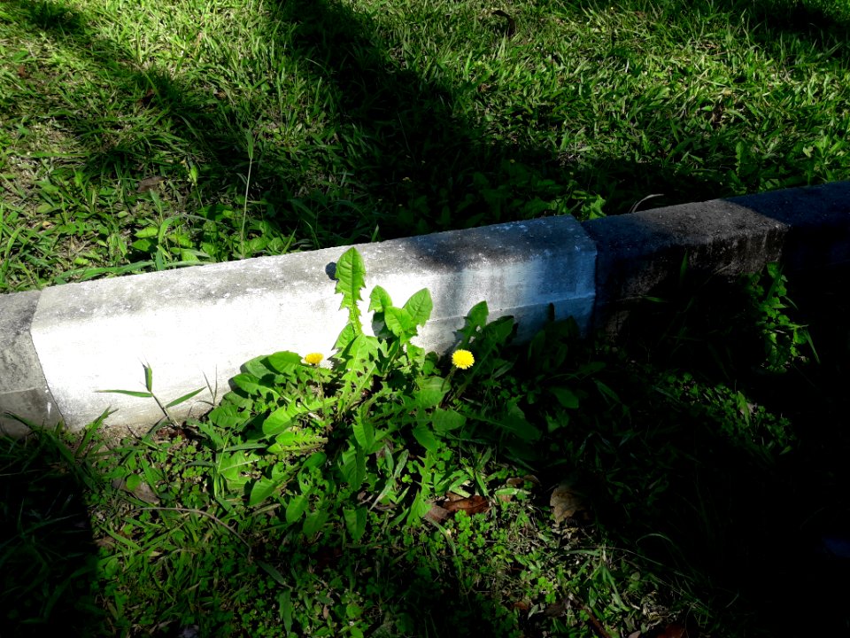 Dandelion grown in old sidewalk