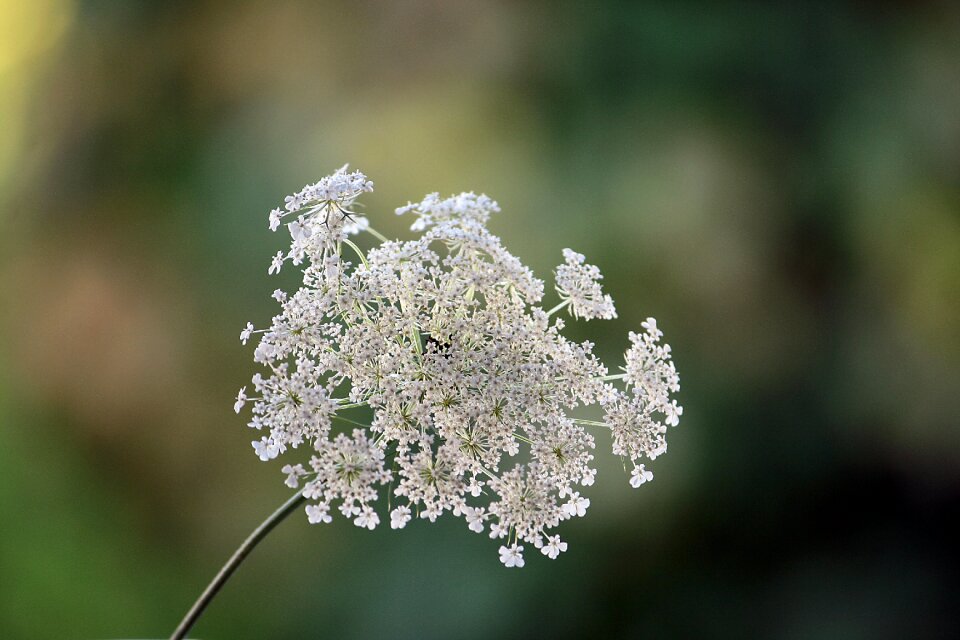 Nature plant wild carrot