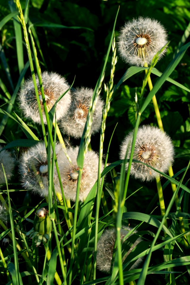Dandelion seed heads on the road to Norrkila 2