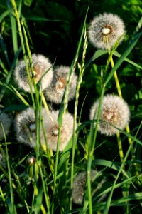 Dandelion seed heads on the road to Norrkila 2