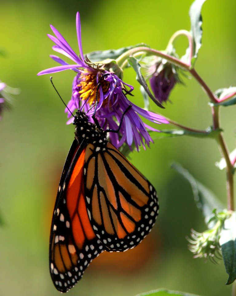 Dangling Butterfly (228855387)