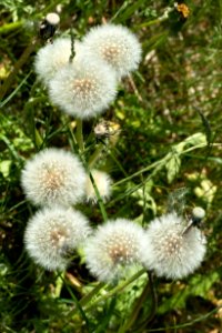Dandelion seed heads 1