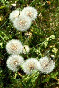 Dandelion seed heads 1 photo