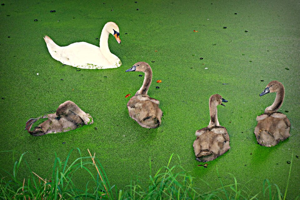 Waterbird chick young