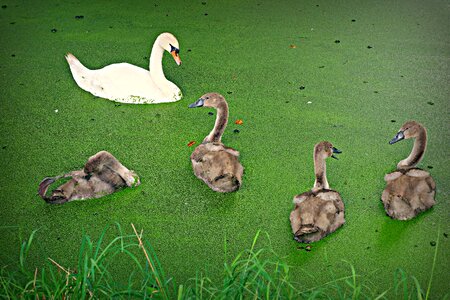 Waterbird chick young