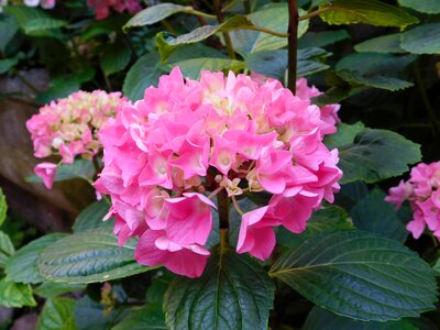 Colors nature flowers