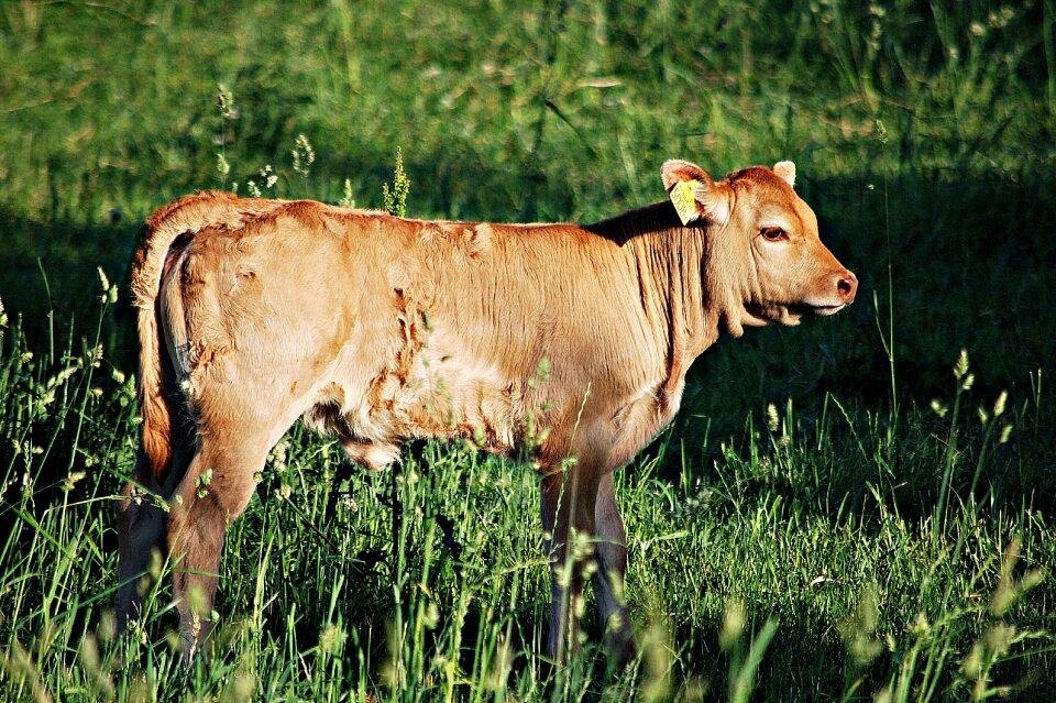 Chain grass young