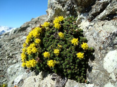 Plant juicy bloom