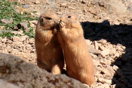 Eat together animal photo