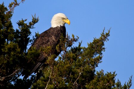 Bird nature wild