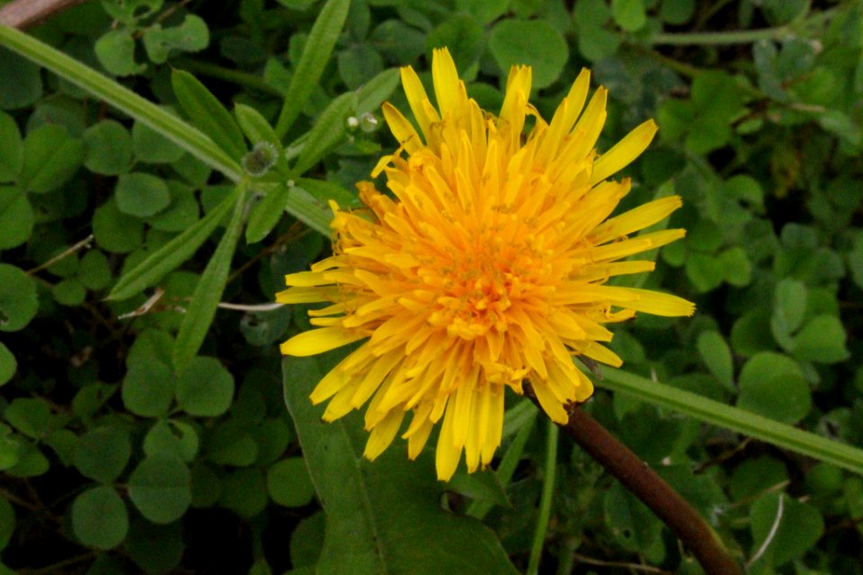 Dandelion At The Marsh (256531833)