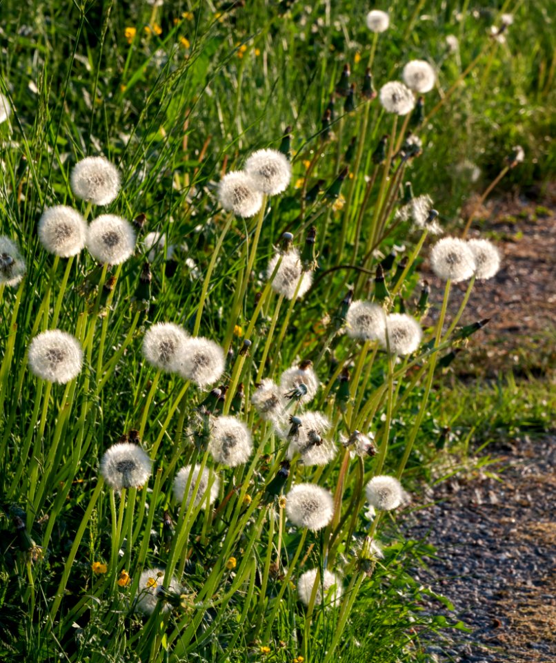 Dandelion seed heads on the road to Norrkila 3