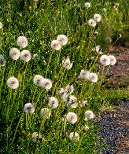 Dandelion seed heads on the road to Norrkila 3