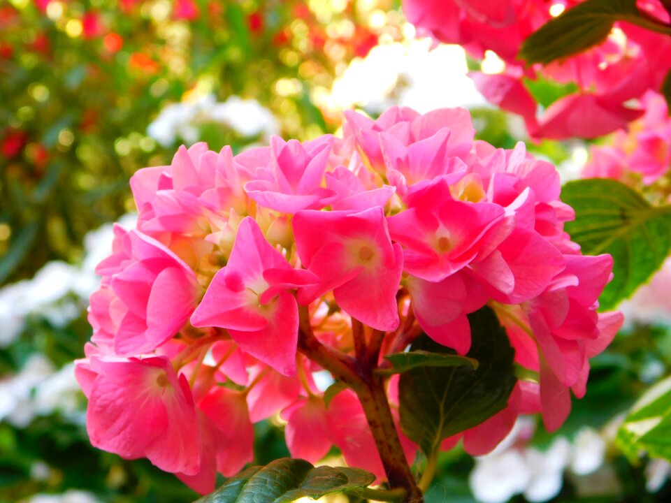 Colors nature flowers