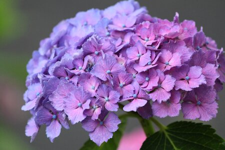 Pink blue rainy season photo