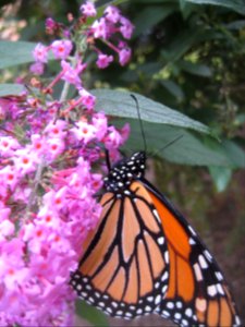 Danaus plexippus on flower