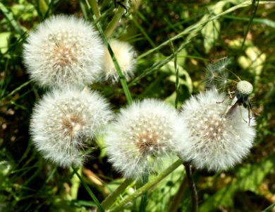 Dandelion seed heads 1 - cropped photo