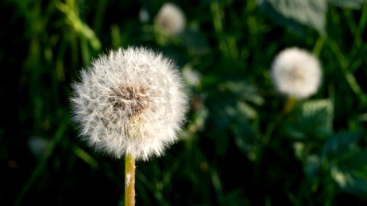Dandelion seed heads on the road to Norrkila 1
