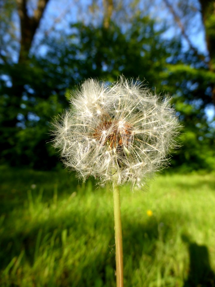 Dandelion-3 photo