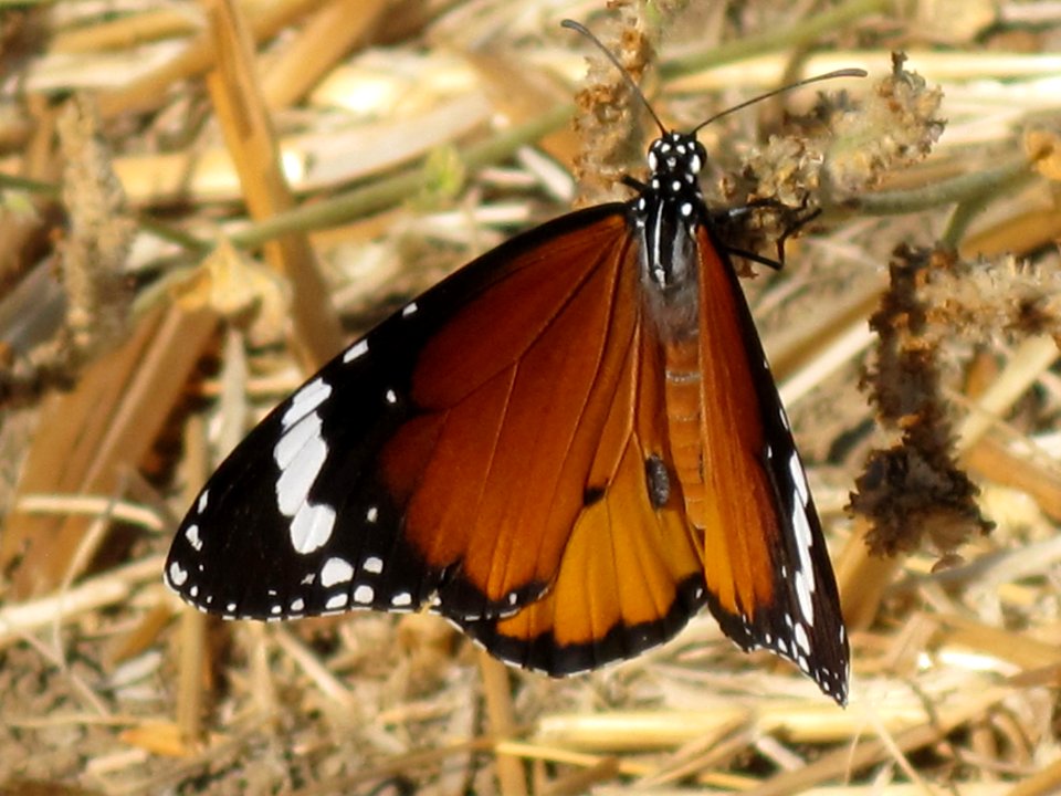 Danaus chrysippus (African Monarch), Skala Kalloni, Lesbos, Greece