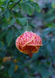 Summer floral plant