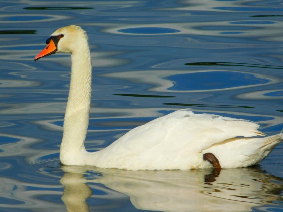 Animal water lake